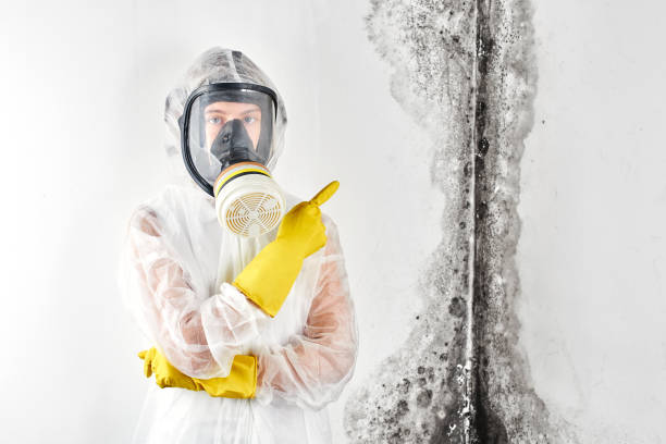 Best Mold removal after water damage  in Dayton, KY